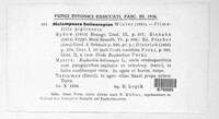 Melampsora euphorbiae image